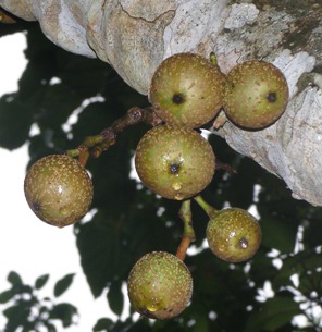 Ficus nodosa