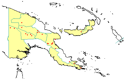 Ascarina philippinensis 