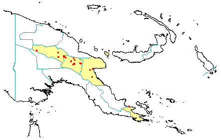 Syzygium variabile 