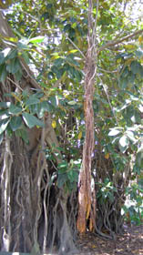 Fig tree with aerial roots (photo: B.J. Conn)