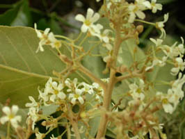 many-flowered inflorescences