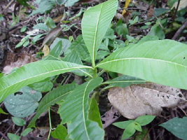 leaves clustered at end of branches