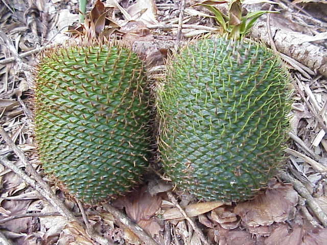 Fruiting Cones