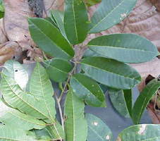 leaves spaced along branches