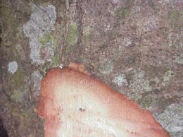 pitted bark