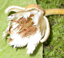 sepals with brown hairs; petals white with torn margin distally; anthers slender and brown