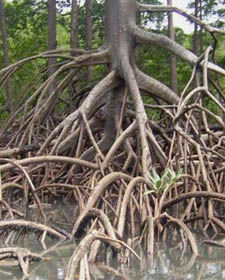 Mangrove with stilt roots (photo: C. Barreto)