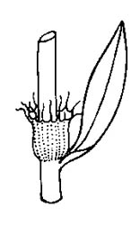 Stipules (joined) with margin fringed