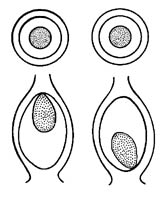 ovary consisting of a single carpel and single locule
