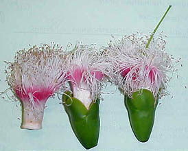 stamens joined to each other towards their bases to form a staminal tube. Note: petals have fallen off, only green sepals and style remaining with stamens