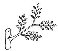 bipinnate compound leaf
