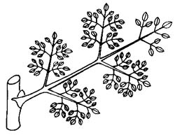 compound leaf with more than two orders of branching