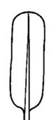 equally broad throughout much of length