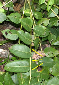 compound leaves with distinct rachis