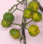 several fruits arising from a single point