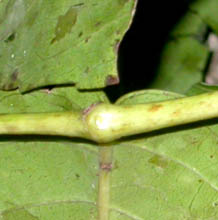 leaflets attached to swollen nodes along rachis