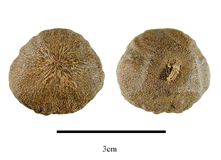 Galearia celebica var. celebica fruits; Copyright: USDA