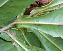 petiole winged (lamina decurrent to base)