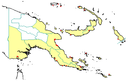 Lumnitzera littorea 
